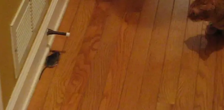 mouse in bedroom no food