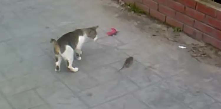 My Cat Caught A Mouse But Didn’t Kill It