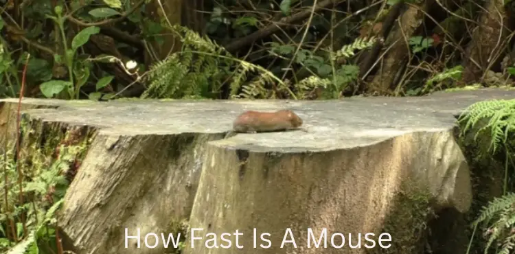 How Fast Is A Mouse?