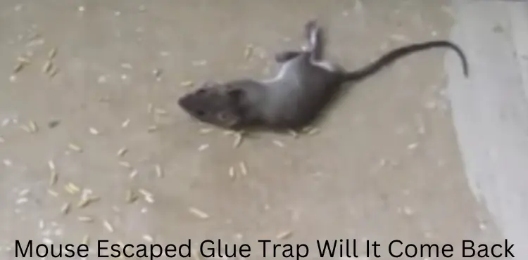 Mouse Escaped Glue Trap Will It Come Back?