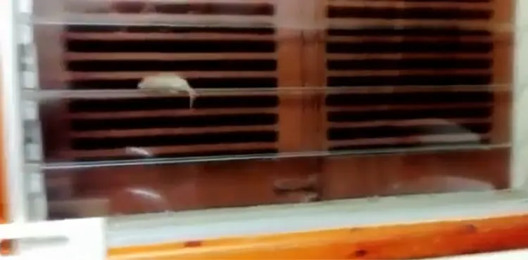 mouse in bedroom no food