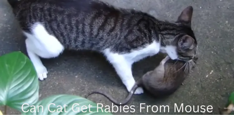 Can Cat Get Rabies From Mouse?