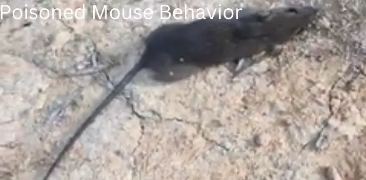 How Is A Poisoned Mouse Behavior?