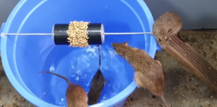 Are Mouse Omnivores?