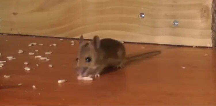 Is A Mouse A Carnivore?