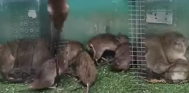 Are Mouse Herbivores?