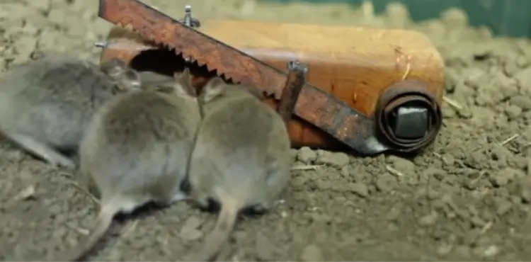 How bad does a mouse trap hurt