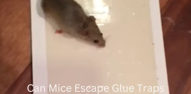 Where Should You Place a Glue Trap