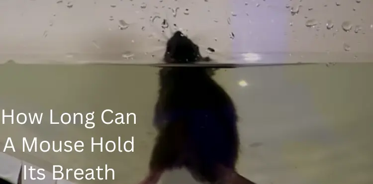 How Long Can A Mouse Hold Its Breath?