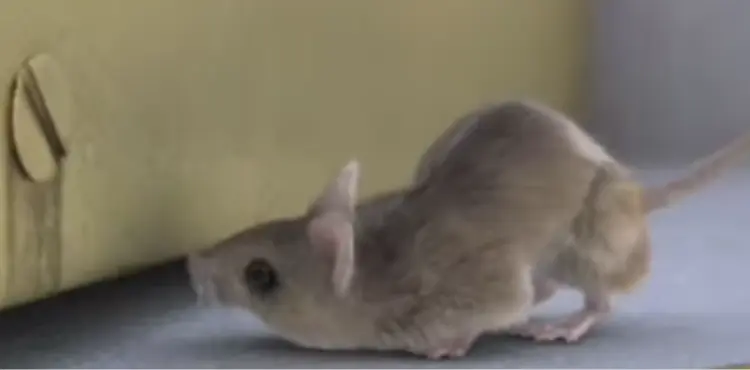 can a mouse fit under a door