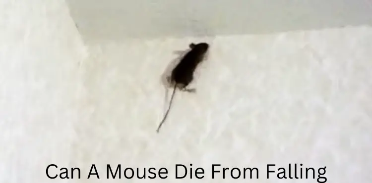 Can A Mouse Die From Falling?