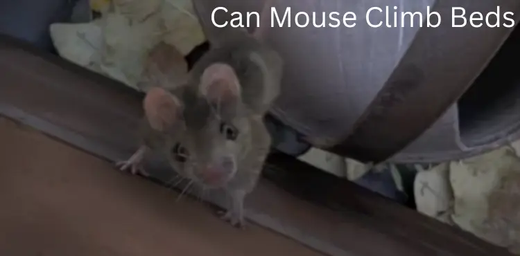 Can Mouse Climb Beds?