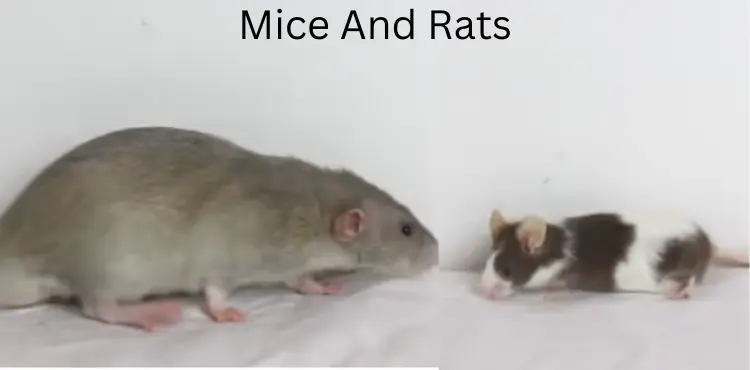 Can A Rat And Mouse Breed?