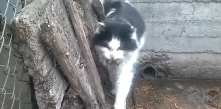 How To Save A Mouse Caught By A Cat?