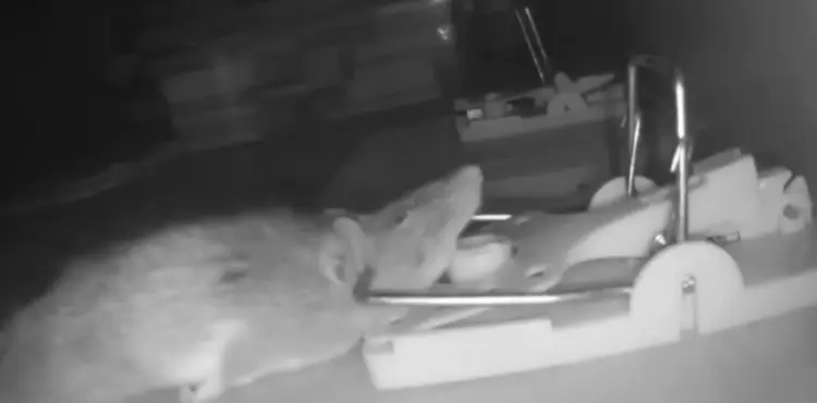 how long does it take to suffocate a mouse