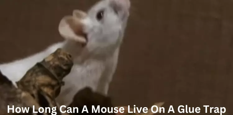 How Long Can A Mouse Live On A Glue Trap?