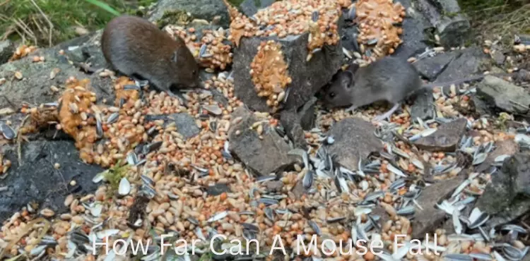 how far can a mouse fall