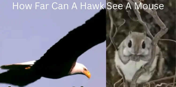 How Far Can A Hawk See A Mouse?