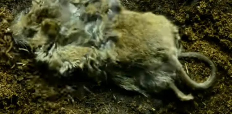 how long does a mouse take to decompose