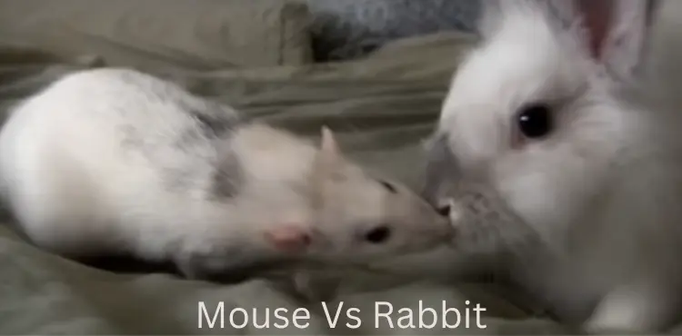 Mouse Vs Rabbit (Difference Between These Species)