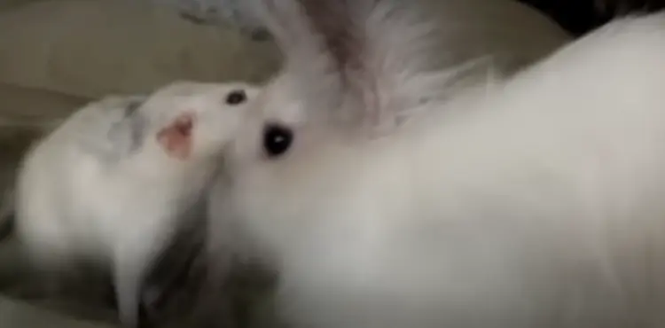 Mouse Vs Rabbit (Difference Between These Species)