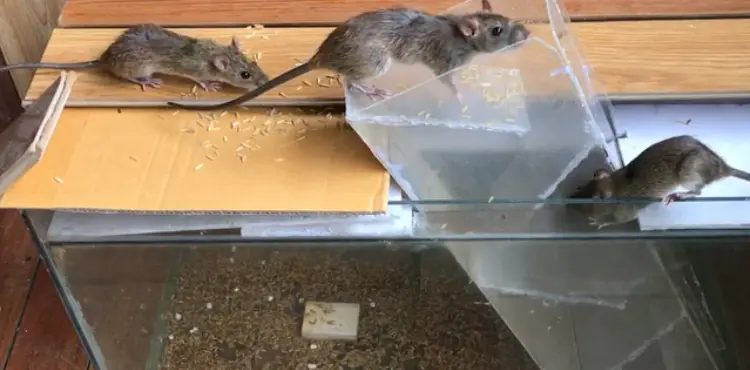 How To Remove Mouse Trap Glue From Carpet?