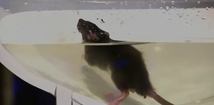 How Long Does It Take To Drown A Mouse?
