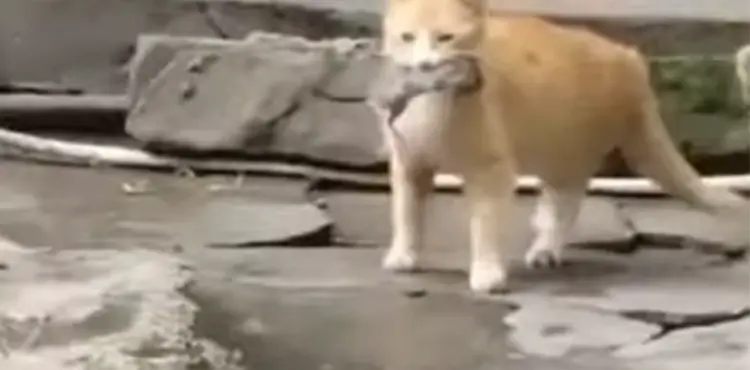 How To Play Cat And Mouse?