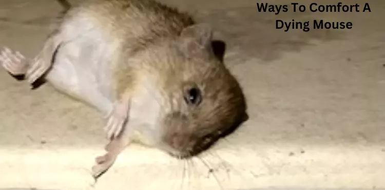 How To Comfort A Dying Mouse?