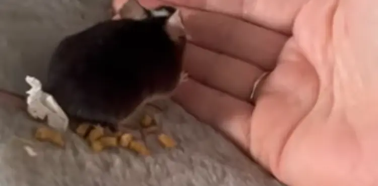 How Much Does a Pet Mouse Cost?