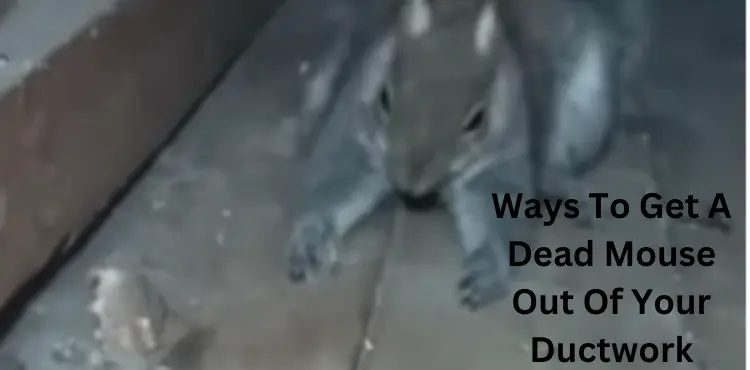 How To Get A Dead Mouse Out Of Your Ductwork?