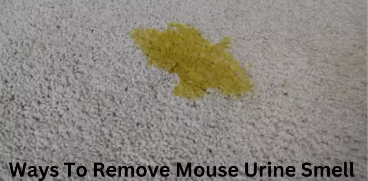 How To Remove Mouse Urine Smell?