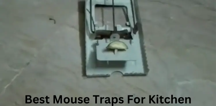 Best Mouse Traps For Kitchen In 2024